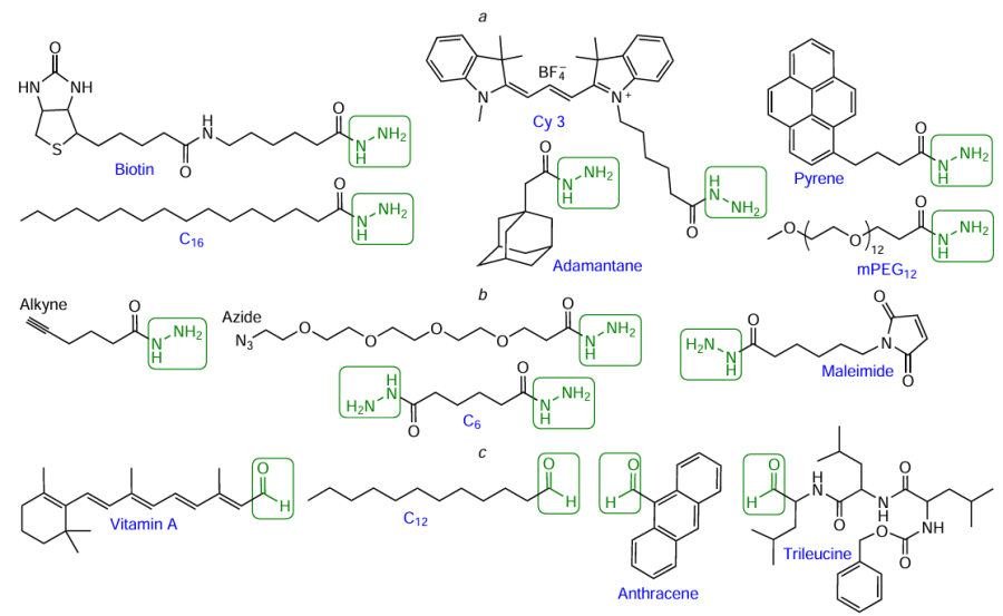 Structures of commercially available hydrazides (a) and aldehydes (с) derived from biologically active compounds, as well as bifunctional hydrazide-containing reagents (b)