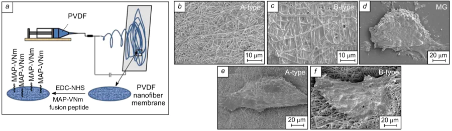 Scheme of formation (a) and SEM characterization (b-f) of PVDF scaffolds.290 Designations: EDC-NHS is activation of the scaffold surface with 1-ethyl-3-(3-dimethylaminopropyl)carbodiimide and N-hydroxysuccinimide; MAP-VNm is the subsequent treatment of the scaffold surface with the hybrid recombinant protein promoting the adhesion of stem cells; A-type and B-type are PVDF membranes with fibre diameters of 200 nm and 700 nm, respectively; MG is matrigel.