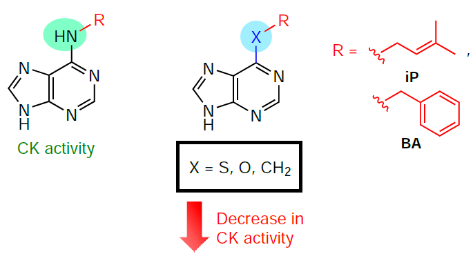 Effect of the nature of the exocyclic heteroatom in the adenine molecule on the cytokinin activity of synthetic derivatives relative to that of the original natural cytokinins.