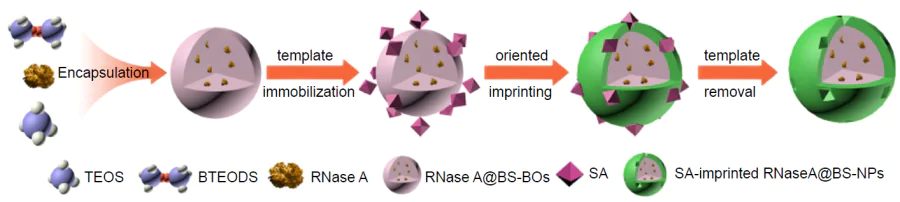 Schematic diagram of the synthesis of hybrid MIP degraded by treatment with glutathione for the targeted delivery of ribonuclease А.20 Copyright 2021, American Chemical Society.