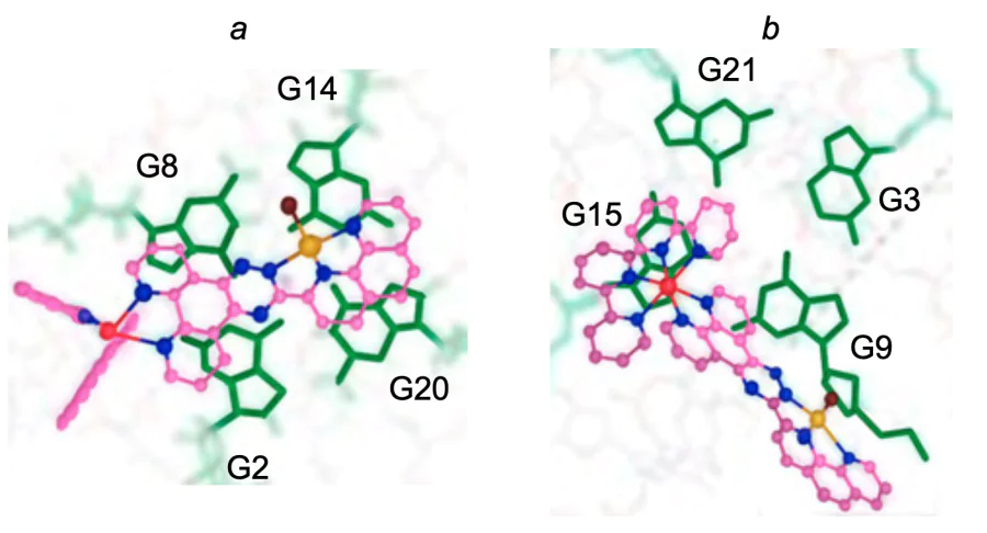 Results of molecular docking of complex 8 into hTel­ G-quadruplex: dilute solution (a) and cell-like conditions (b)[42].