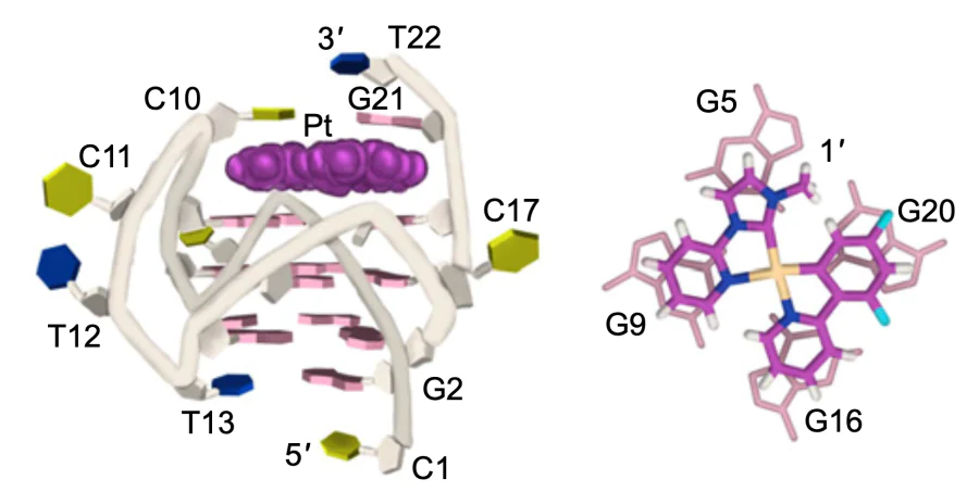 Structure of the adduct of 1' with DNA[36].