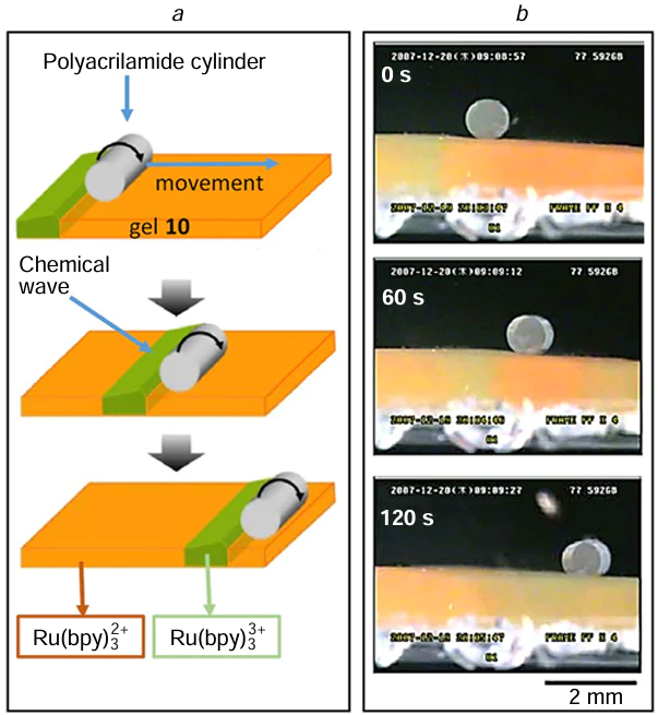 Principle of action of a conveyer based on gel 10: (a) periodic changes in the size of gel 10 during swelling – deswelling gives rise to a chemical wave that transports the cylinder over the gel surface. Self-oscillations are due to the periodic oxidation and reduction of the Ru(bpy)32+/3+ catalyst; (b) snapshots of the cylinder movement. Figure b75 is published under the Creative Commons CC BY license.