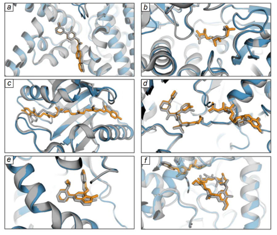 Results of predicting the poses of therapeutic agents in their respective pockets. AlphaFold-latest protein models are highlighted in blue, small molecule poses are light brown, and crystallographic data are in grey. (a) LGK974 in the PORCN-WNT3A binding site (PDB: 7URD, RMSD = 0.39 Å); (b) (2S,5S,6S)-2,6- bis(azanyl)-5-oxidanyl-7-sulfooxyheptanoic acid in complex with AziU3/U2 (PDB: 7WUX, RMSD = 1.19 Å); (c) closthioamide in complex with CtaZ (PDB: 7ZHD, RMSD = 2.22 Å); (d) sanguinarine-A analogue covalently bound to KRASG12C in complex with immunophilin CYPA (PDB: 8G9Q, RMSD = 0.80 Å, the covalent bond is not defined); (e) NIH-12848 analogue in the allosteric site of PI5P4Kg (PDB: 7QIE, RMSD = 0.85 Å); (f) GdmN in complex with macrocyclic 20-O-methyl-19-chloroproansamitocin and cofactor (PDB: 7VZN, RMSD = 1.02 Å).