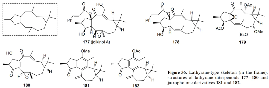 Lathyrane-type skeleton (in the frame), structures of lathyrane diterpenoids 177-180 and jatropholone derivatives 181 and 182.