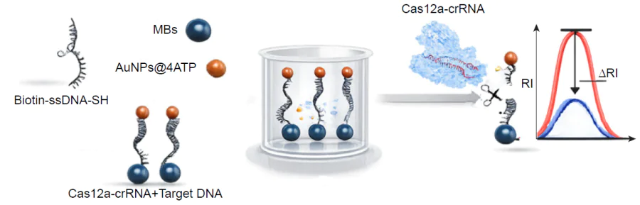 Mechanism of CRISPR-Cas-based approach for target genome detection. A junction oligonucleotide joints a magnetic bead with a SERS tag. The enzyme cleaves the junction oligonucleotide in the presence of the target nucleic acid decreasing the SERS tag content near the magnet. MBs are magnetic beads; 4-ATP is 4-aminothiophenol.