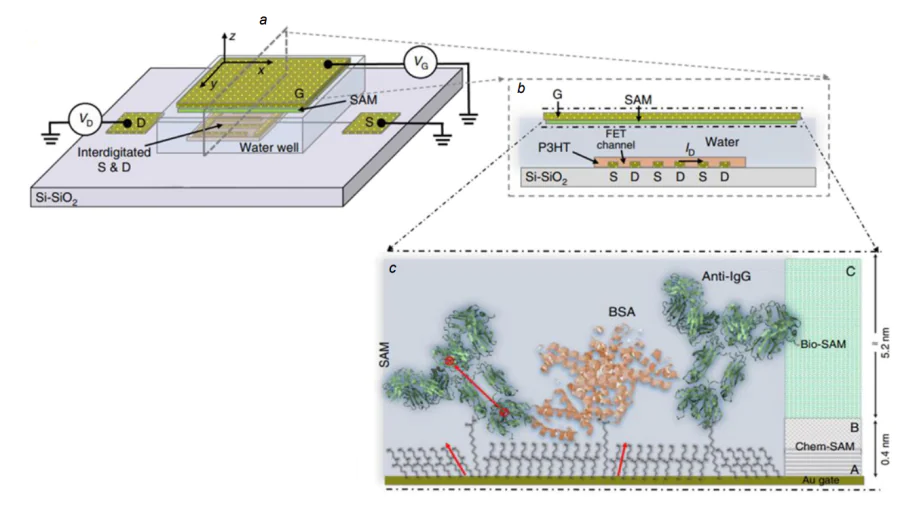 Electrolyte-gated organic field-effect transistor for single molecule detection[32]. (а) 3D schematic structure of a field-effect transistor; (b) cross-section of the transistor channel region; The source (S) and drain (D) interdigitated contacts are defined on a Si/SiO2 substrate and covered by a spin coated p-type P3HT organic semiconducting layer; (с) structure of the capturing self-assembled monolayer (SAM) and a bio-SAM of capturing proteins is sketched. BSA is bovine serum albumin; anti-IgG is anti-immunoglobulin G antibody.