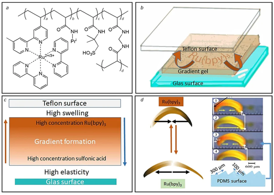 Chemical structure (a) and operation principle of self-walking gel 33: (b) formation of a gradient gel by polymerization between glass and Teflon plates; (c) migration of the catalyst [Ru(bpy)3 = Ru(vmbpy)(bpy)2] to the Teflon plate; (d) periodic catalyst oxidation/reduction results in chemomechanical oscillations and gel movement.75, 86