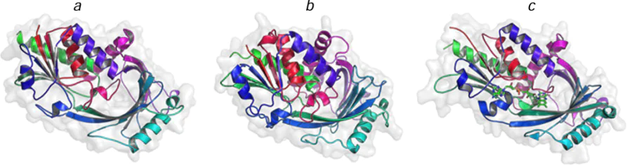 Structures of D-amino acid oxidase (a), D-aspartate oxidase from O. parapolymorpha (b), and human D-aspartate oxidase (c). The structural parameters were retrieved from the UniProt (W1QLN4 and W1Q8E7) and RCSB PDB (6RKF) data bases, respectively.