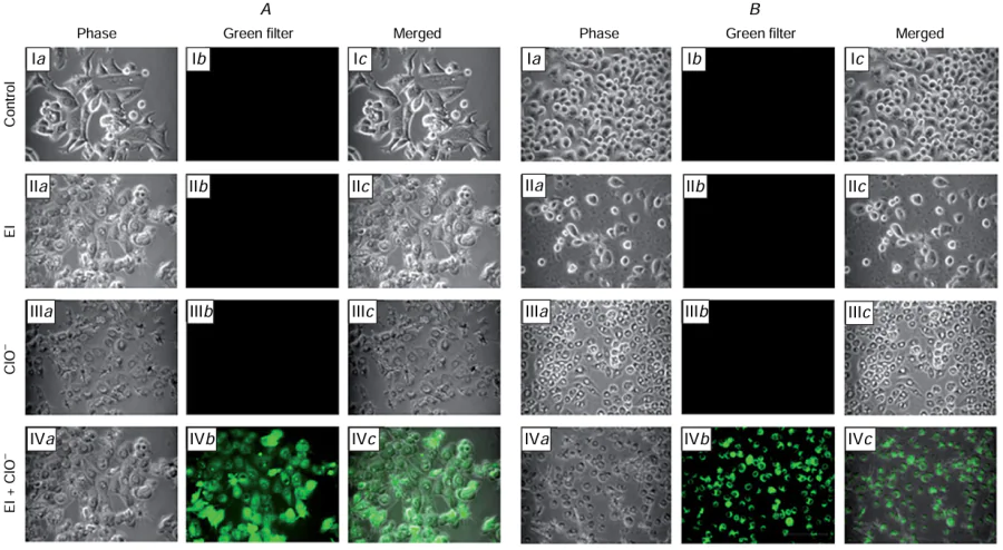 Confocal fluorescence microscopy images of MCF-7 (A) and J774A1 (B) cells: (I) control group; (II) cells incubated with compound 136; (III) cells treated with ClO– anions; (IV) cells treated with ClO– anions and then with compound 136; phase-contrast images (а) and fluorescence images (λex = 480 nm, λem = 520 nm) (b), and merged image (c) are given. A DMi8 fluorescence microscope with a Plan Fluor objective (40X, NA 0.60), Leica Microsystems GmbH. Reproduced from Chattopadhyay and co-workers 62 with permission from the Royal Society of Chemistry.