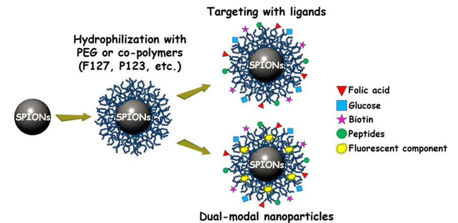 Schematic representation of SPIONs surface hydrophilization, targeting with specific ligands and labelling with fluorescent components