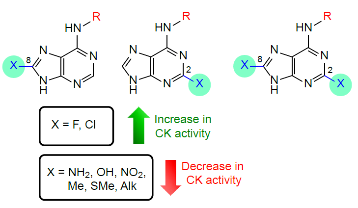 Effect of the nature of the substituent at the carbon atoms of adenine on the cytokinin activity for C8- and C2-substituted cytokinins and for C2,C8-disubstituted cytokinins.