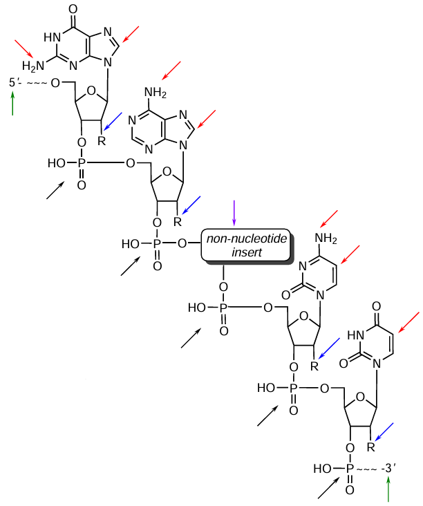 The main oligonucleotide sites accessible for modification: heterocyclic bases (shown by red arrows), ribose 2'-position (blue), internucleoside phosphate linkages (black), non-nucleotide inserts (violet), and 5'- or 3'-terminal moieties (green).