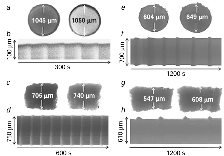 Diagram of oscillations of pieces of gels 11 and 12 in a CFBZ solution with concentrations [MA] = 0.063 M, [NaBrO3] = 0.084 M, [HNO3] = 0.9 M: snapshots of pieces of gels 11 (a), 12 (Ccat = 10 mmol L–1) (c), 12 (Ccat = 15 mmol L–1) (e), and 12 (Ccat = 20 mmol L–1) (g) in the shrunken (reduced) state (left image in each pair) and the swollen (oxidized) state (right image in each pair); (b) space – time diagram of the top edge of the sphere of gel 11 drawn along the line indicated by arrows; space – time diagrams of the oscillations of gels 12 with catalyst concentrations Ccat = 10 mmol L–1 (d), Ccat = 15 mmol L–1 (f ), and Ccat = 20 mmol L–1 (h). The diagrams were obtained at 450 nm where the catalyst has the maximum absorption and taken along the lines indicated by arrows.89