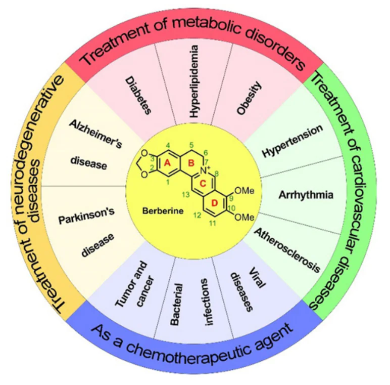 Biological activity of berberine and its derivatives.