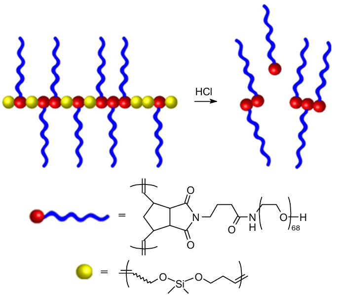 Schematic view of the hydrolysis of the copolynorbornene backbone at hydrolyzable moieties.25 Reproduced with the permission of Springer Nature.