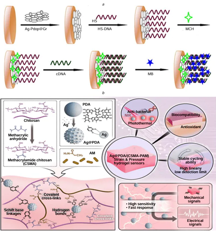 (a) Schematic illustration of the electrochemical DNA biosensor using Ag-PDA / Graphene. Reproduced with permission from the Ref. 86. (b) Graphic diagram of the Ag@PDA/(CSMA-PAM hydrogel as multifunctional pressure/strain sensor. Reproduced with permission from the Ref. 88.