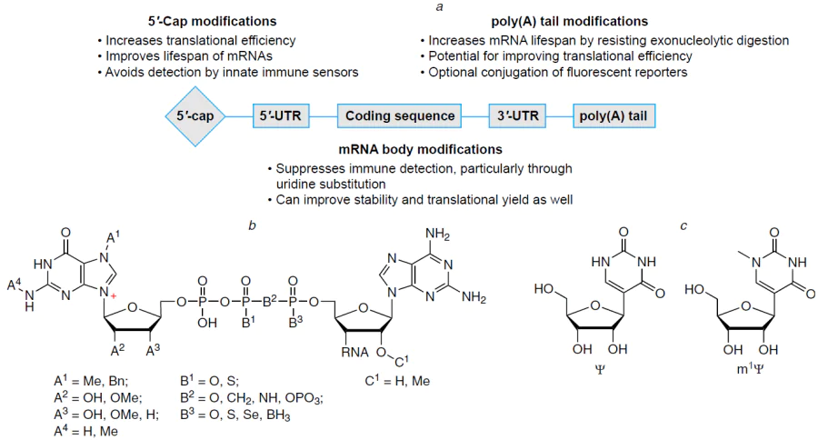 Structure of therapeutic mRNA: cap modification and replacement of mRNA nucleotides by modified nucleotides important for evading the innate immunity and reducing the rate of hydrolysis (a), chemical formula of 5'-cap: eukaryotic methylated capsg are usually modified at the first base (designated by А), triphosphate (В), or the second base (C) (b), and pseudouridine structures (с).