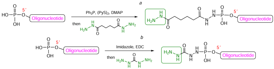 Schemes of modification of 5'-phosphate groups in fully deprotected oligonucleotides with adipic acid dihydrazide (a) and carbohydrazide (b)