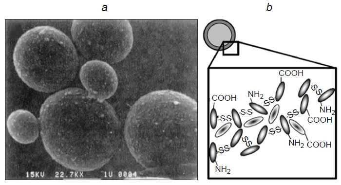 (a) SEM image of dodecane-filled capsules with a BSA shell.5 Published with permission from the American Chemical Society. (b) Diagram of production of the protein capsules through the formation of intermolecular disulfide bonds.27 Published with permission from the Royal Society of Chemistry.