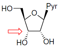 General structure of pyrimidine nucleosides. The arrow indicates the position of the 3' carbohydrate moiety.