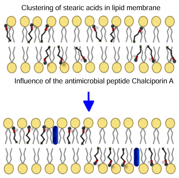 Schematic representation of the effect of the AMP chalciporin A (shown as thick blue sticks) on the clustering of spin-labeled stearic acid molecules (thin black curved sticks) in the lipid membrane.