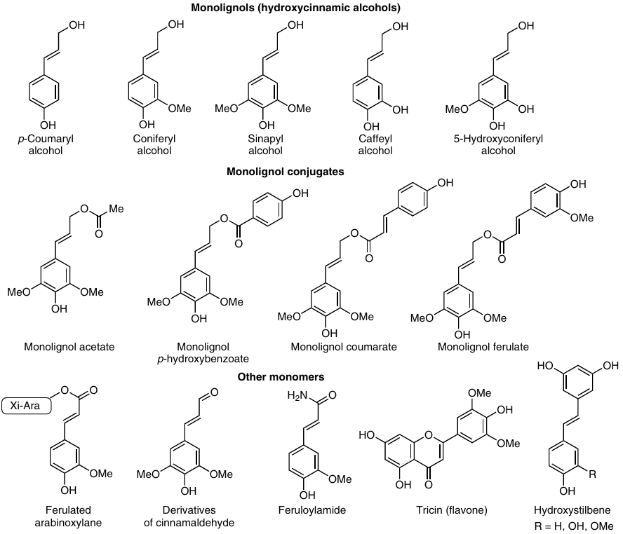 Canonical monolignols and other compounds able to participate in the lignin biosynthesis.22