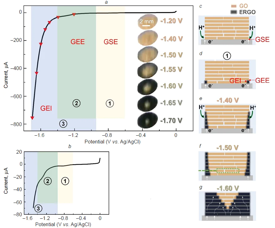 (a) Voltammogram of GO reduction. Insets: images of the membrane at different potentials. The coloured areas in the Figure correspond to proton and electron transfer at different phase interfaces. (b) Enlarged fragment of the voltammograms of GO reduction. Membrane states: (c) before the appearance of the first peak in Figs a and b (at –0.60 V), (d) after the appearance of the first peak; at potentials: (e) –1.40 V, (f ) –1.50 V, (g) –1.60 V.157 Copyright Wiley-VCH. Fig. 11d models the situation occurring in the entire region 1 (CSE), Fig. 11 c corresponds to situation ahead of zone 1. The remaining models are associated with the reduction potential.