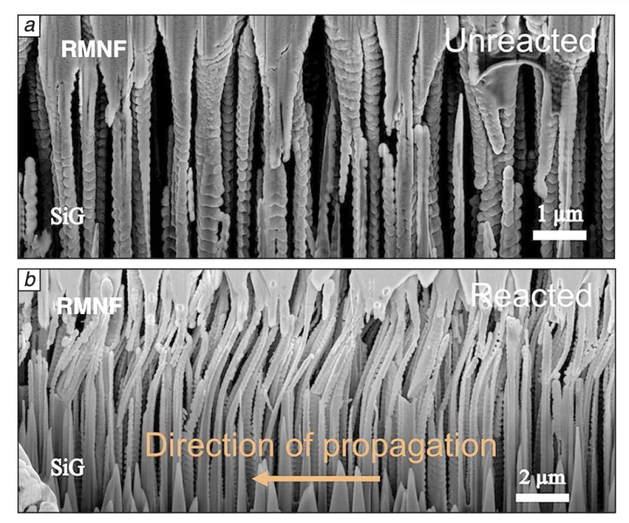 SEM images of the microstructure of silicon grass (SiG) with sputtered Ni/Al RMNF: (а) before and (b) after the reaction wave[35].