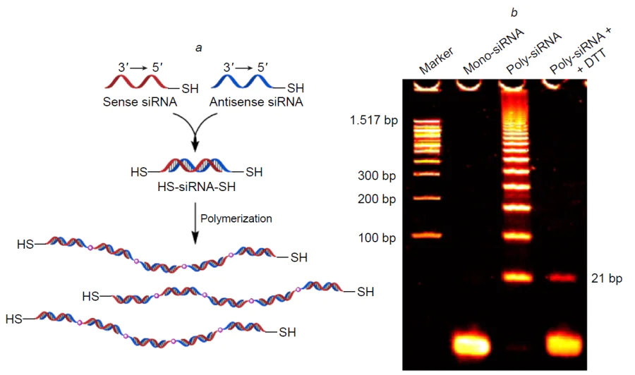 siRNA oligomerization strategies: introduction of a thiol group at the 5'-end of the sense and antisense sequences (a) and results of polyacrylamide gel electrophoresis of ‘polymerized’ siRNA (b).186 Copyright Elsevier 2010.