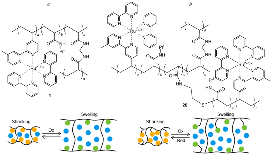 (a) Chemical structure of gel 1 and schematic view of its chemomechanical oscillations. (b) Chemical structure of gel 20 and schematic view of its chemomechanical oscillations. Orange circles correspond to Ru2+ ions, green circles are Ru3+ ions, and blue circles are water molecules.