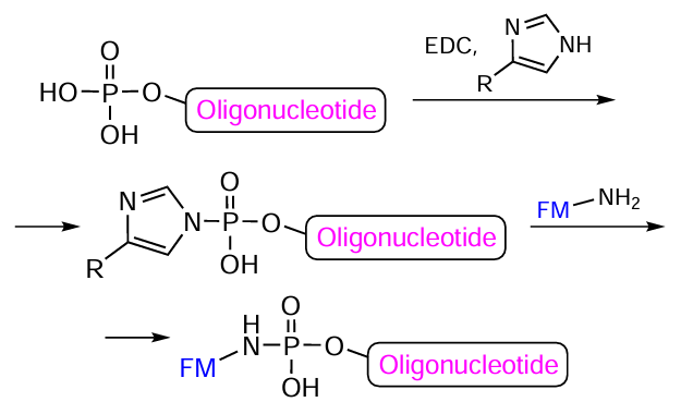 Scheme of the reaction between 5'-/3'-phosphorylated oligonucleotide and amino-FM in the presence of EDC and imidazole (R = H) or 4-methylimidazole (R = Me)