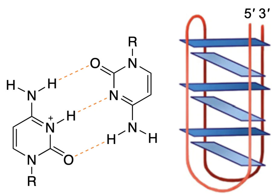 i-Motif structure.