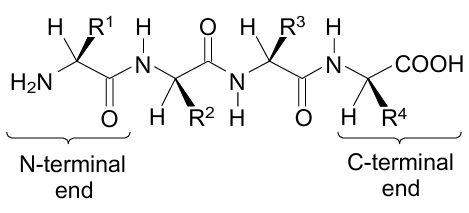 Fragment of polypeptide chain (primary protein structure) with amino acid residues containing different side groups R1 - R4.