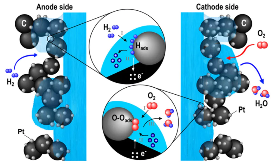 Three-phase interface in the catalytic layers of PEMFC.