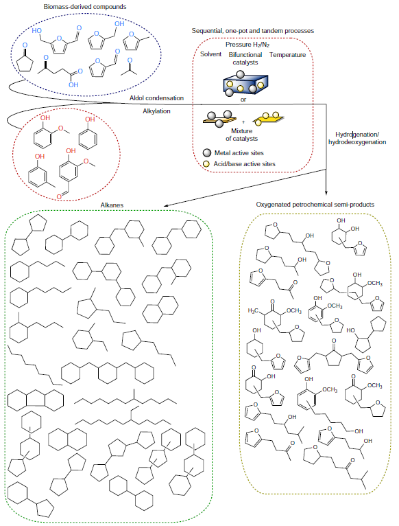 General schematic diagram of the processes of conversion of biomass components into fuel range alkanes and oxygenates