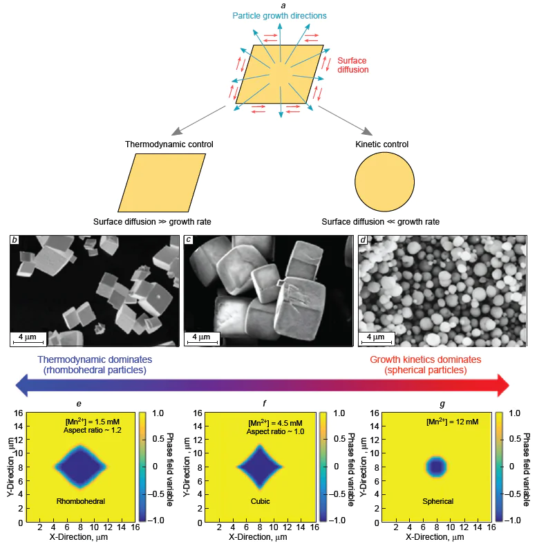 (a) Schematic picture illustrating the effect of thermodynamics and kinetics on the resulting particle shape; (b – g) effect of the competition between thermodynamic and kinetic factors on the final shape and size of MnCO3 particles; (b – d) SEM images of MnCO3 particles obtained at initial Mn2+ concentrations of 1.5, 4, and 12.0 mmol L–1, respectively; (e – g) particle shape and size predicted by the computational model: rhombohedral particles formed at the initial Mn2+ concentration of ∼ 1.5 mmol L–1 (e), cubic particles formed at the initial Mn2+ concentration of ∼ 4.5 mmol L–1 ( f), spherical particles formed at the initial Mn2+ concentration of ∼ 12.0 mmol L–1 (g).55 Copyright American Chemical Society.