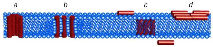 Models of AMP (red cylinders) formation in the membrane: (a) barrel-stave, (b) toroidal, (c) aggregate, (d) carpet.80 Published under a Common Creative License.