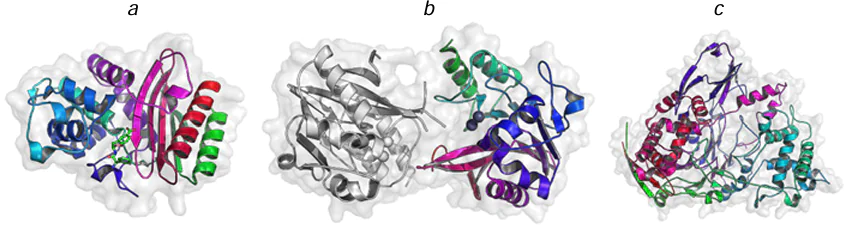 Structures of β-lactamase TEM-1 from Escherichia coli (a), β-lactamase dimer NDM-1 from Klebsiella pneumoniae (b), and PA from Alcaligenes faecalis (c). The structural parameters were retrieved from RCSB PDB (codes 4OQG, 4RL0, and 3K3W, respectively). The catalytically important Zn2+ ions in the NDM-1 active site are shown as spheres.