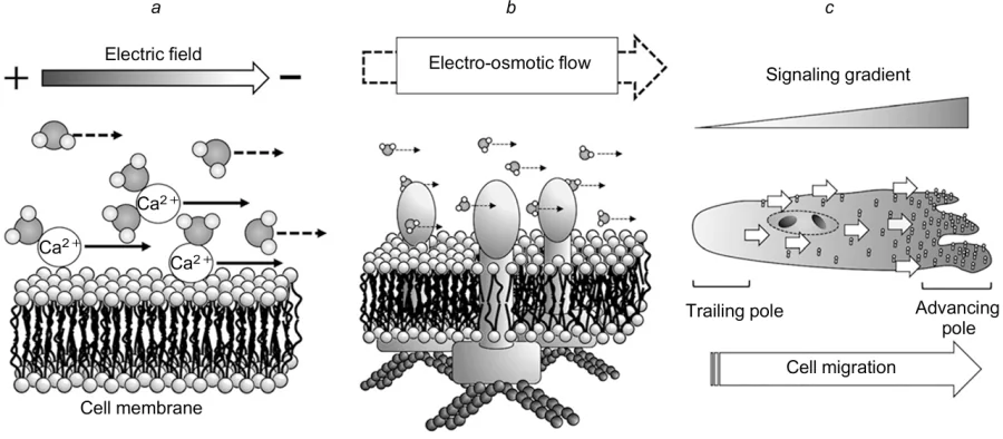 Electro-osmotic process that can take place on a cell membrane under the action of electric field.276 For a-c, see text. Published with permission from AIP Publishing.