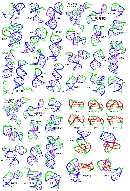 The diversity of nucleic acid aptamer tertiary structures. Watson – Crick base pairs are shown in blue; unstructured parts are shown in green; G-quadruplexes are shown in red; non-Watson – Crick base pairs are shown in violet.