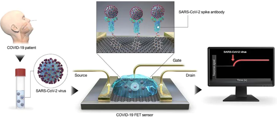 Schematic illustration of graphene-based FET biosensor for SARS-CoV-2 detection. Reproduced with permission from the Ref. 55