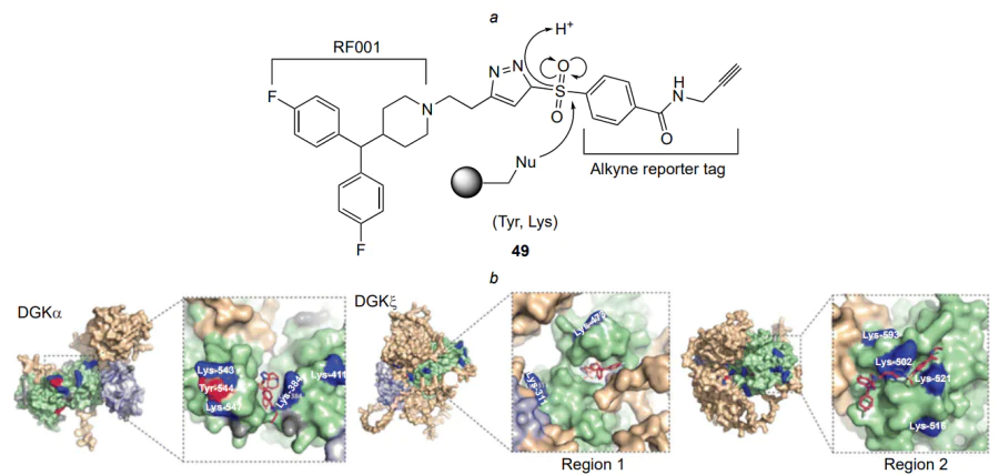 Structure of TH211 (a) and visualization of binding sites in AlphaFold models (b). Domains C1A and C1B are highlighted in light blue, while the catalytic domain (DGKα and DGKξ regions) is highlighted in light green. Modified amino acids Lys and Tyr are shown in dark blue and red, respectively; Lys and Tyr residues that are accurately predicted by AlphaFold and unmodified are marked in grey[142]. The figure is published under the CC BY 3.0 license.