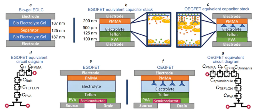 EGOFET and OEGFET architectures[61]. (а) Schematic picture of a bio-gel electrolyte double-layer capacitor; (b) EGOFET equivalent diagram; (с) OEGFET equivalent diagram; (d) equivalent circuit diagram of the EGOFET gate capacitive stack; (е) cross-section of the EGOFET device; (f) cross-section of the OEGFET device; (g) equivalent circuit diagram of the OEGFET gate capacitive stack.