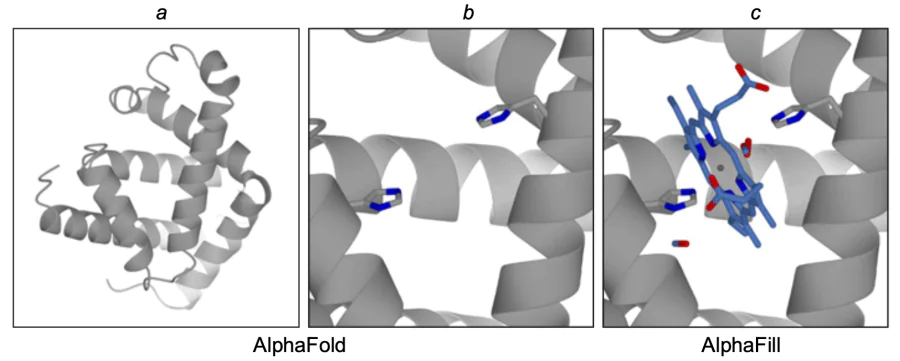 Original structure of the AlphaFold model (AF-P02144) (a); unoptimized positions of key histidine residues for heme structure positioning, with nitrogen atoms highlighted in blue (b); heme transplant in the AlphaFill model with CO2 and O2 molecules, carbon atoms highlighted in light blue, nitrogen atoms are in blue, and oxygen atoms are in red (c)[116]. The figure is published under the CC BY 4.0 license.