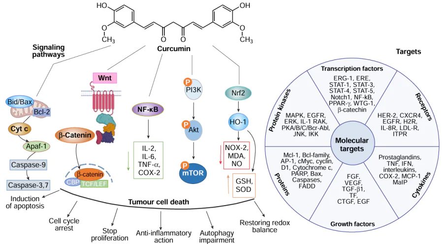 Molecular mechanisms of curcumin’s antitumour action. The following abbreviations are used: transcription factors: Bax is Bcl-2-associated X protein, COX-2 is cyclooxygenase 2, CTGF is connective tissue growth factor, CXCR4 is C – X – C – chemokine receptor type 4, EGF is epidermal growth factor, EGFR is epidermal growth factor receptor, ERE is estrogen response element, ERK is extracellular signal regulated kinase, FADD is Fas-associated protein with death domain, FGF is fibroblast growth factor, H2R is histamine H2 receptor, HER-2 is human epidermal growth factor receptor 2, IFN is interferon, IKK is IκB kinase, IL-1 RAK is interleukin-1 receptor-associated kinase, IL-8R is interleukin 8 receptor, ITPR is inositol 1,4,5-trisphosphate receptor, JNK is c-Jun N-terminal kinase, LDL-R is low-density lipoprotein receptor, MAPK is mitogen-activated protein kinase, MCP-1 is monocyte chemoattractant protein 1, MIP is macrophage inflammatory protein, PKA(B,C) is protein kinase A(B,C), PPAR-γ is Peroxisome proliferator-activated receptor gamma, STAT-1(3,4,5) is signal transducer and activator of transcription 1(3,4,5), TF is transcription factor, TGF-β1 is transforming growth factor beta 1, TNF is tumour necrosis factor, VEGF is vascular endothelial growth.