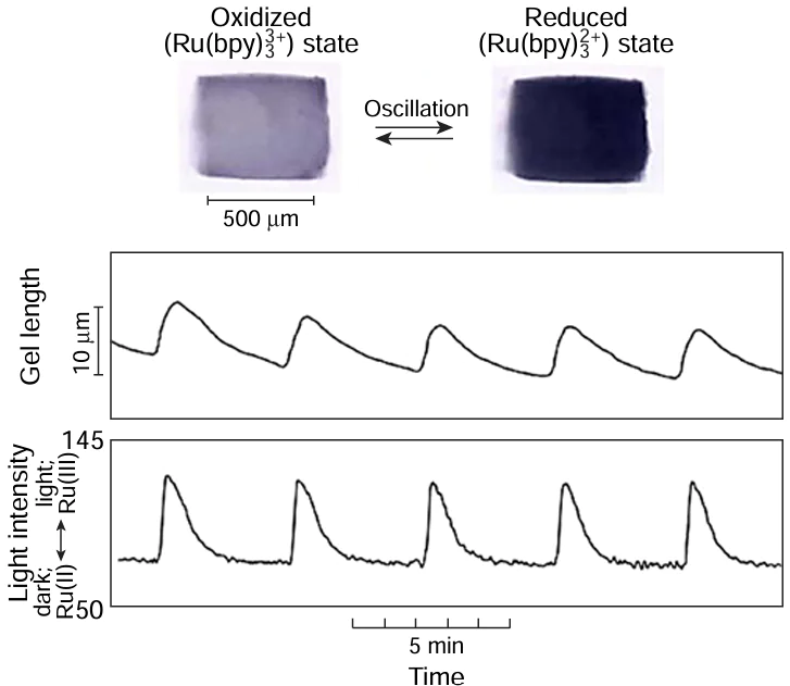 Periodic swelling – deswelling and colour change oscillations of cubic gel 1 at 20°C. The colour changes of the gel from orange to green were converted to greyscale changes. The gel is immersed in the solution: [MA] = 62.5 mМ; [NaBrO3] = 84 mM; [HNO3] = 0.6 M.75 Published under the Creative Commons CC BY license.