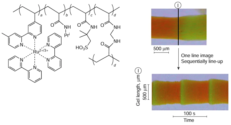 (a) Chemical structure of gel 10. (b) Peristaltic motion in the cylindrical gel in a CFBZ solution. The green and orange colours correspond to the oxidized and reduced states of the Ru-containing moiety in the gel, respectively.87 Published under the Creative Commons CC BY license.