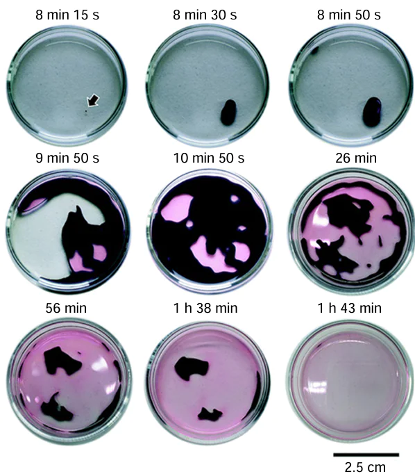 Photographs showing the successive autonomous sol – gel – sol transitions in the iodate – hydroxymethanesulfinic acid – polyvinyl alcohol system.117 Published under the Creative Commons CC BY license.