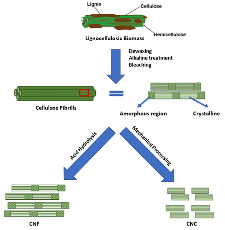 Schematic diagram for production of CNF and CNC from lignocellulosic biomass (top-down process).75 Published in accordance with the Creative Commons Attribution-Noncommercial licenseCCBY-NC-ND